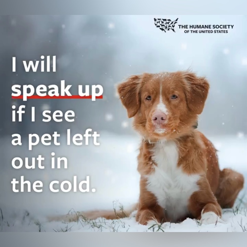 BRING IN PETS INSIDE IN EXTREME TEMPS!! ITS THE LAW!!🐕🐈‍⬛🐇🐈
‼️NOT FOR SALE‼️